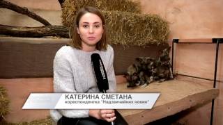 У Києві у рідкісного вимираючого виду тварин народилися дитинчата У Києві у рідкісного вимираючого виду тварин народилися дитинчата