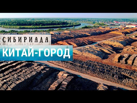 Как Китай заготавливает лес в России | СИБИРИАДА