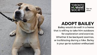 Adopt Bailey  a Long Stay Dog at Toronto Humane Society