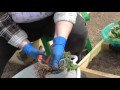 Клубника (садовая земляника) обновляем старые кусты. Как обновить и пересадить клубнику.