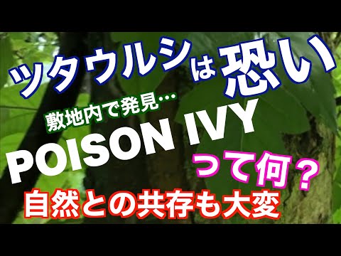 家の敷地内に「ツタウルシ」（POISON IVY）を発見…一部処理をしたのはいいけれど腕がかぶれてしまう・調べてわかったツタウルシの強さ・自然との共存はなかなか難しい。