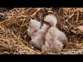 Decorah Eagles- Strong Gusty Winds Increase As Mom Feeds Eaglets