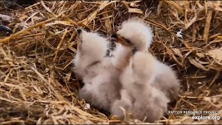 Decorah Eagles- Strong Gusty Winds Increase As Mom Feeds Eaglets