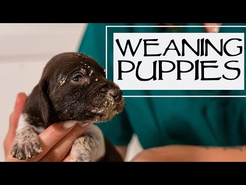 Puppy Mush For Newborn Puppies - Week 3 Check In