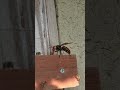 Giant Hornet Instantly Grabs Japanese Honeybee Giant Hornet Instantly Grabs Japanese Honeybee