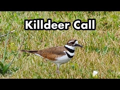 Video: Un Killdeer Bird, Il Suo Nido E Un Festival Musicale