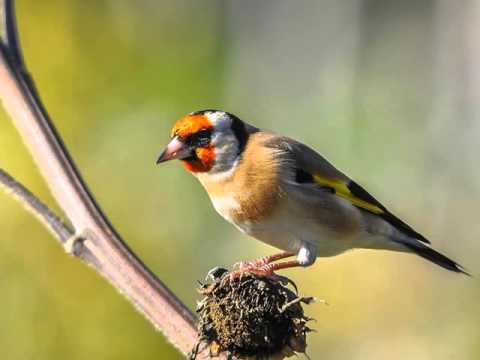 Piccoli uccelli in Italia