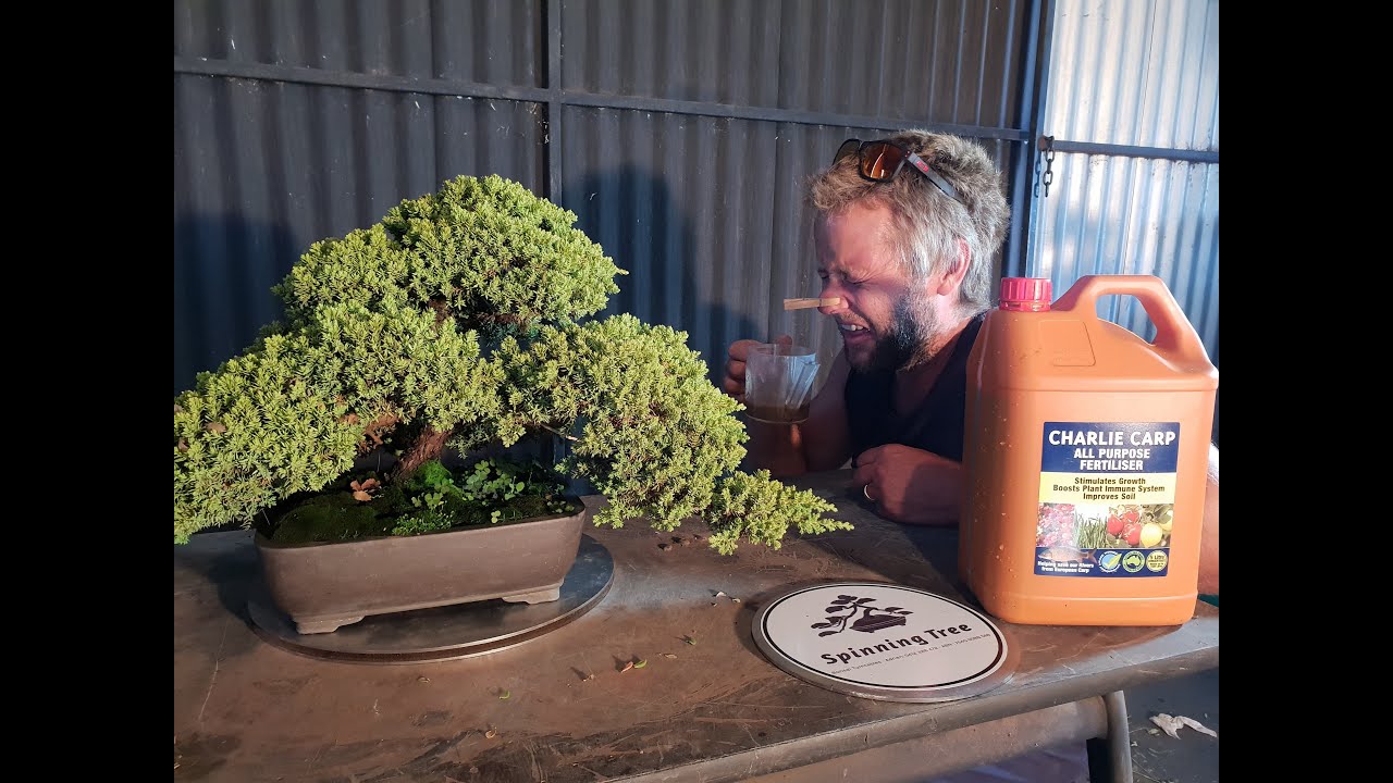 Bonsai Fun, Fertilizing my trees with a secret sauce reveal, Aussie Bonsai  Bloke - YouTube Bonsai Fun, Fertilizing my trees with a secret sauce reveal, Aussie Bonsai  Bloke - YouTube