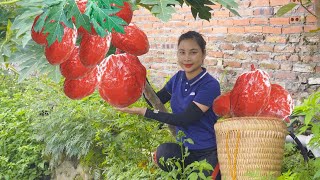 How to Harvest Papaya and Bring it to the Market to Sell - Taking care of livestock at the farm