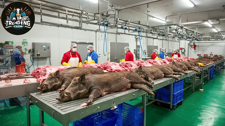 How Texas Handles Millions of Wild Boars – Incredible Processing Factory Process Revealed
