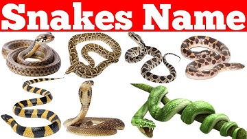 Snakes Names for kids|Learn Snake Types and Facts with Fun Pictures and Sounds 