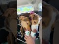 Ruper video