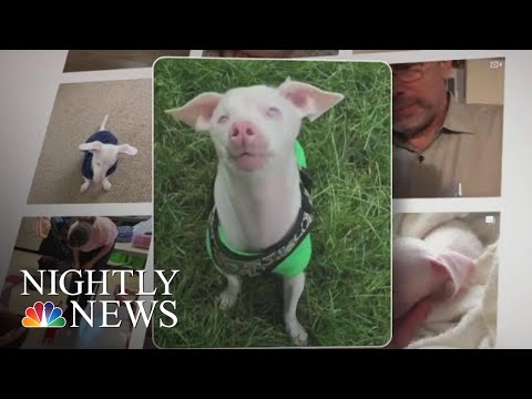 Video: Døv, Blindhundens Utrolig Ånd inspirerer barn som er 
