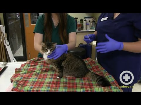 Video: Kaip išmokyti katę naudojant „spragtelėjimo“metodą (su nuotraukomis)