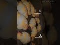 كرواسان