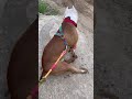 🫠#pitbull #pets #dog #shorts