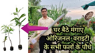 How to Get Original Variety Fruit Plants at Home Online Plant Shopping Fruit Plants in MK Nursery