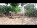 Mere Gaiom Ke Gude Mere Gaiom Ke Gude