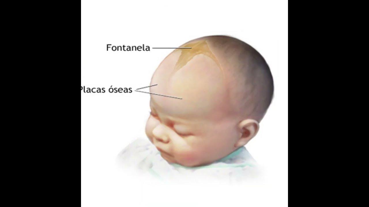 У ребенка выпирает лоб. Форма головы у новорожденных. Выбухание большого родничка. Лобные и теменные Бугры при рахите.