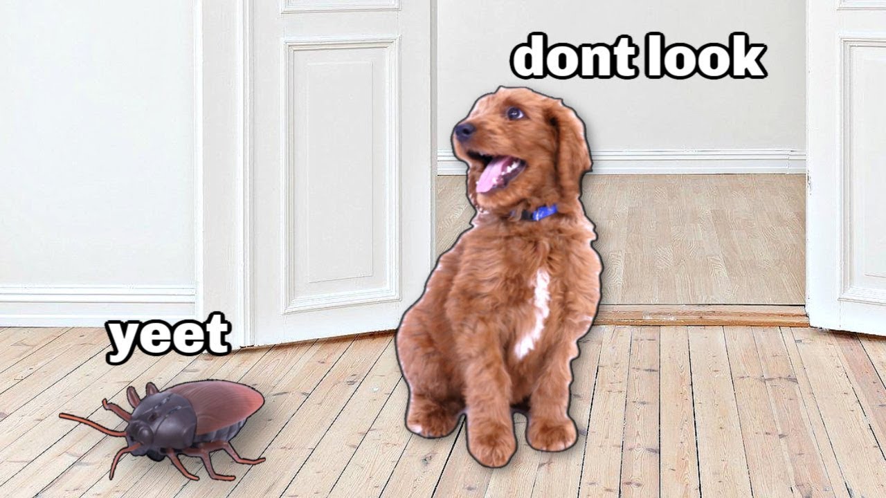 Our Dog Reacts to Giant Cockroach YouTube
