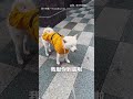 【總是學不會...】颱風天「人柴兩濕」 主人已看破：下輩子還養！｜颱風天｜柴犬