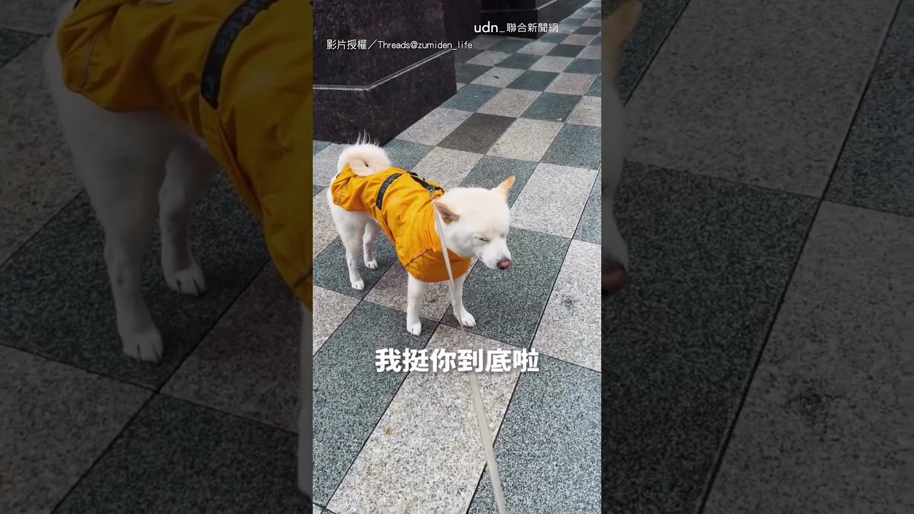 【總是學不會...】颱風天「人柴兩濕」 主人已看破：下輩子還養！｜颱風天｜柴犬