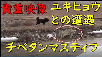 貴重映像 大型犬がヒマラヤのユキヒョウと遭遇 チベタンマスティフ 東方神犬 Funny Dog Tibetan Mastiff Meets Panthera Uncia Youtube