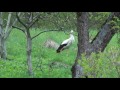 Bocian vs Żmija - Stork vs Viper