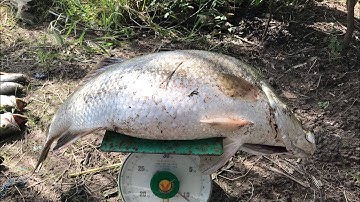 Giá 400k/ 1 bộ cần bắt cặp cá siêu to.  Chơi vì đam mê không quan trọng xịn xò.