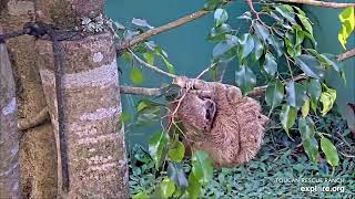 A new baby three toed sloth - 12\/11\/23 - SlothTV playground cam via explore.org