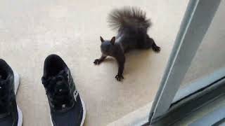 Attack of the Vicious Killer Squirrel! by CAT-astrophic! 31 views 3 months ago 12 seconds