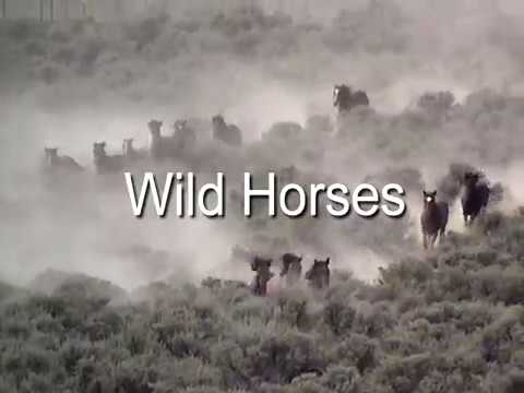 ვიდეო: Kiger Mustang Horse ჯიშის ჰიპოალერგიული, ჯანმრთელობისა და სიცოცხლის ხანგრძლივობა