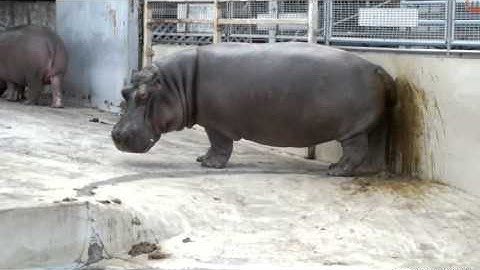 Nijlpaard aan het poepen!!