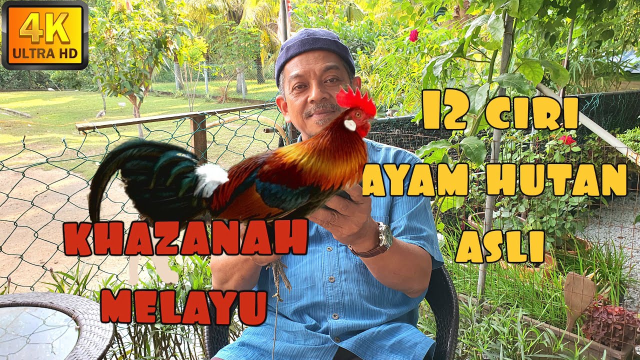 ✅ 12 CIRI FIZIKAL AYAM HUTAN MERAH ASLI || GALLUS GALLUS