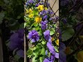 #violet #sweetviolet #viola #spring #chicagospring