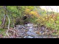 【癒し】自然音　せせらぎ　北海道の原生林　Birdsong&amp;WaterSounds　ピリカベツ川