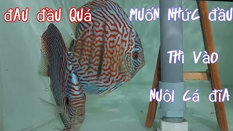 Nuôi cá đĩa sinh sản.những vấn đề đau đầu hack não.