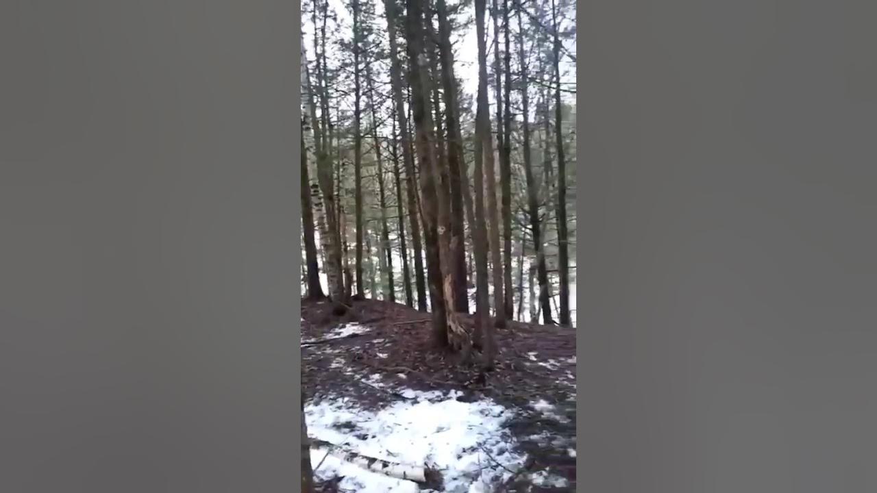 Трофимов полностью лесной гамбит