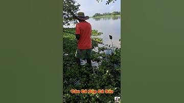 Trời ơi người đàn ông đang câu cá thì bất ngờ cá sấu từ dưới sông trồi lên muốn tấn công #shorts