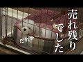 ペットショップで売れ残ってた犬をお迎えした結果…