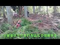 スギ大木の伐採（クサビとチルホールの使い方） の動画、YouTube動画。