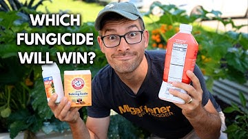 We Tested The 3 Most Popular Powdery Mildew Controls - Here