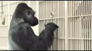 シャバーニ だいすきな飼育員さんとジェスチャーで心通わす Shabani Communicate with your favorite keeper with gestures. Gorilla