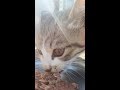 猫島 空腹のかわいい子猫にカルカン(kalkan)をあげたらうまうま言いながら食べた 野良猫 感動猫動画 ASMR #Shorts