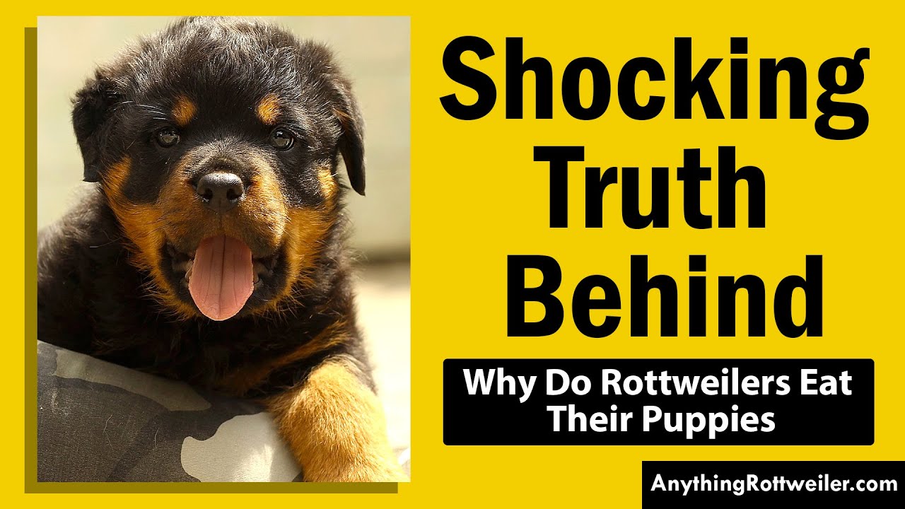 Why Do Rottweilers Eat Their Puppies The Truth Behind This Distressing Why Do Rottweilers Eat Their Puppies The Truth Behind This Distressing