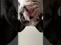 Hello 👀 #funny #dog #французскийбульдог #собака #pets #funny #like