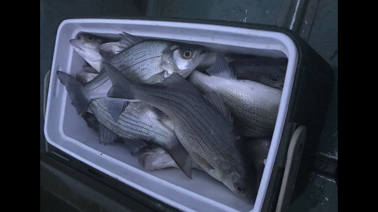 White Bass Run at Maumelle River. Caught Limit in 3 hours. YouTube