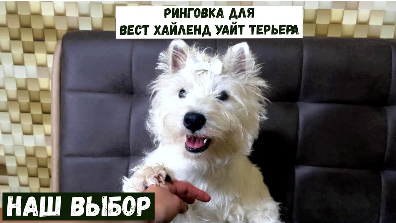 Ринговка для маленьких пород собак . ВЫБИРАЕМ РИНГОВКУ / поводок для выставок / #dog #funny