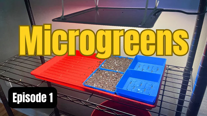 How To Grow Microgreens From Start To Finish (COMPLETE PROCESS) Part 1