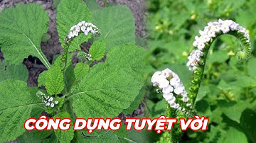 CÂY VÒI VOI - Trị đau nhức xương khớp, phong tê thấp,mỏi gối,mụn nhọt,mẩn ngứa,viêm da cơ địa...